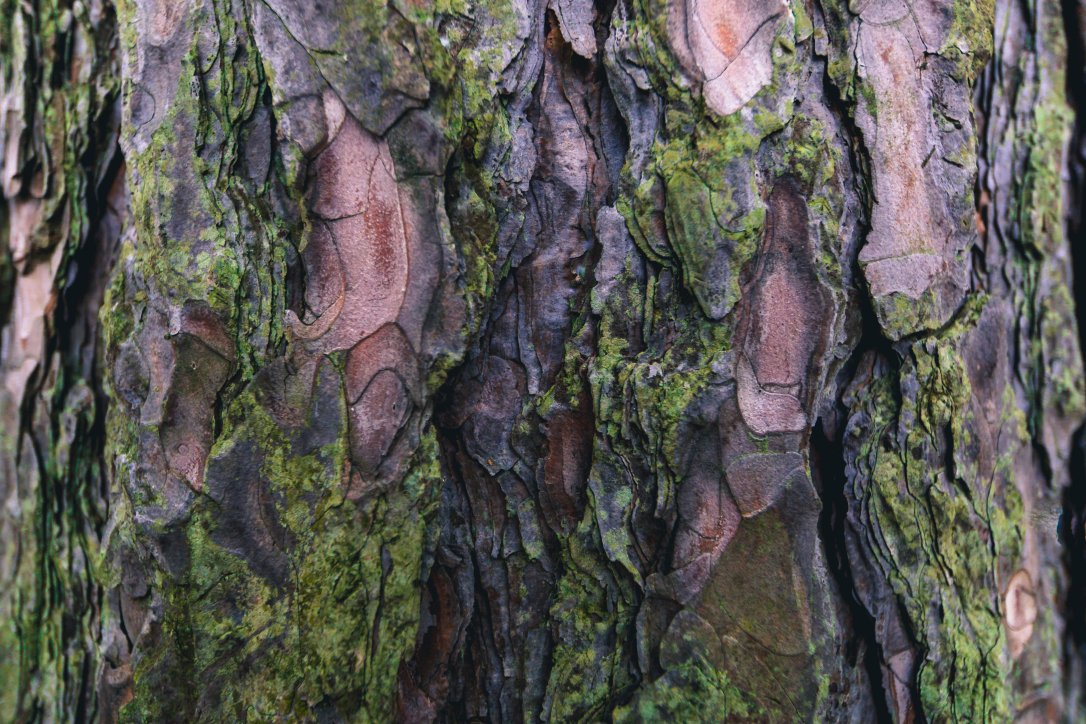 mossy-tree-bark-texture