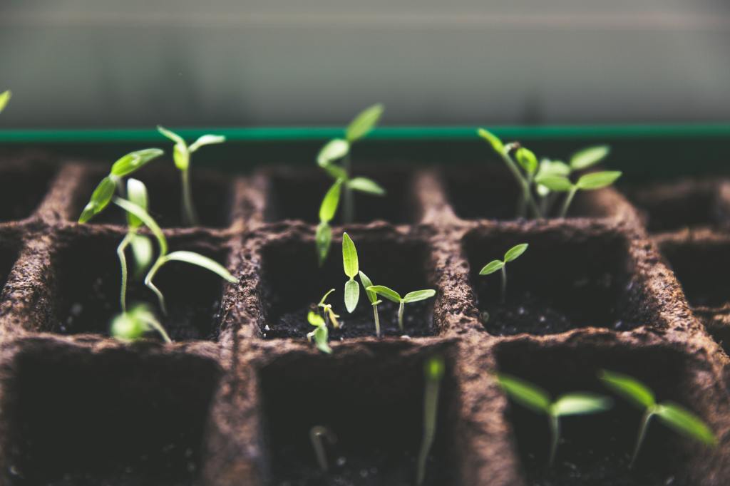 A starter flat of small green plant seedlings.