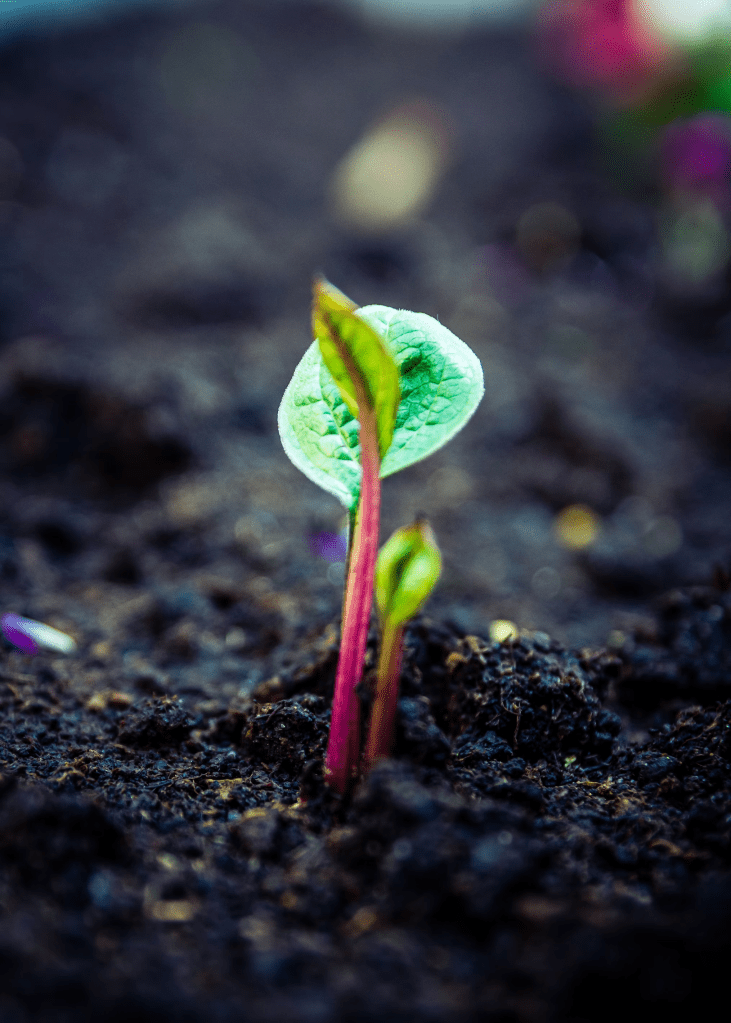 Color photograph of a plant seedling in dark soil, beginning to open a three green leaves from red stems. 