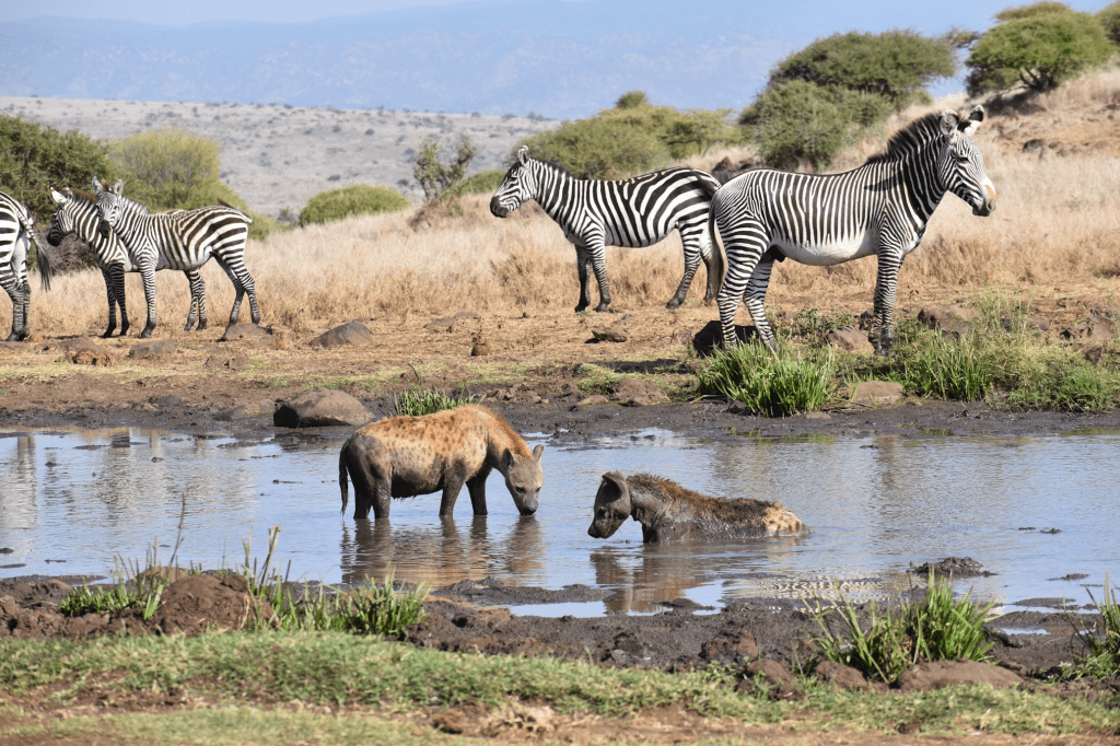 Photo by Ellen White on Unsplash. Photo of several zebras standing next to a watering hole where two hyenas are bathing.