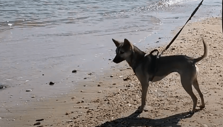 Color  photograph of dog on a leash standing on a rocky beach looking with alert ears and eyes at small waves on the shore.